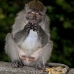 monkey_macaque_balinese_mf_ubud_v_1211_bal4929.jpg